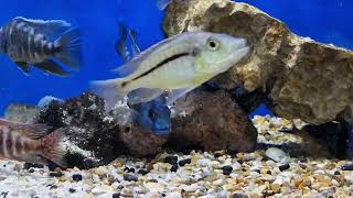 Synodontis Multipunctatus