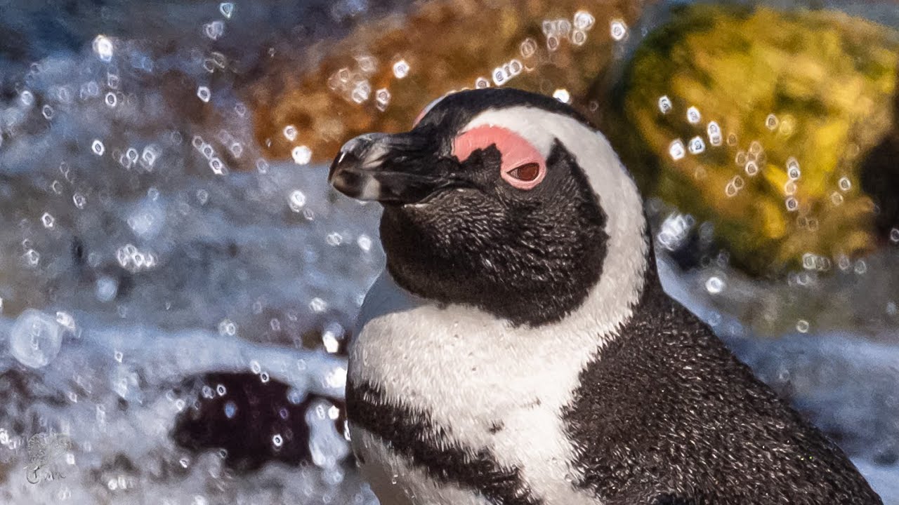 Walk Alone  -  African Penguin