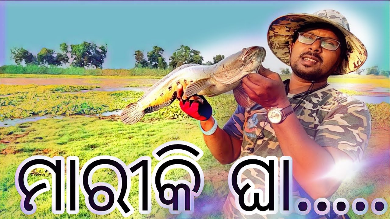 Giant snakehead fish murrtal , 2 big size marral fish, 