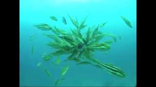 octopus being attacked by leatherjacket