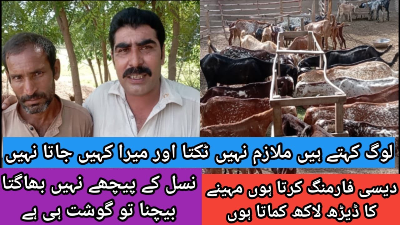 گوٹ فارمنگ سے ڈیڑھ لاکھ مہینہ کمانے والا فارمر اور نسل بھی دیسی  farmer who earns 1.5 Lac month