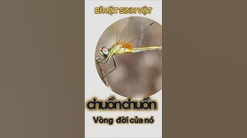 Vòng đời của chuồn chuồn.#sinhvật #dragonfly #lifecycle #nature #lifecycleofanimals #animals #video