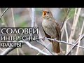 Соловей - интересные факты