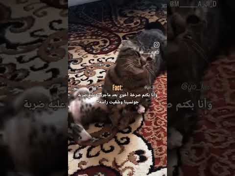 أنا وبسكت اخوي بعد ما عملت عليه حركة جون سينا وفجيتلو راسو اكسبلور تحشيش  ستوريات قطط كوميديات