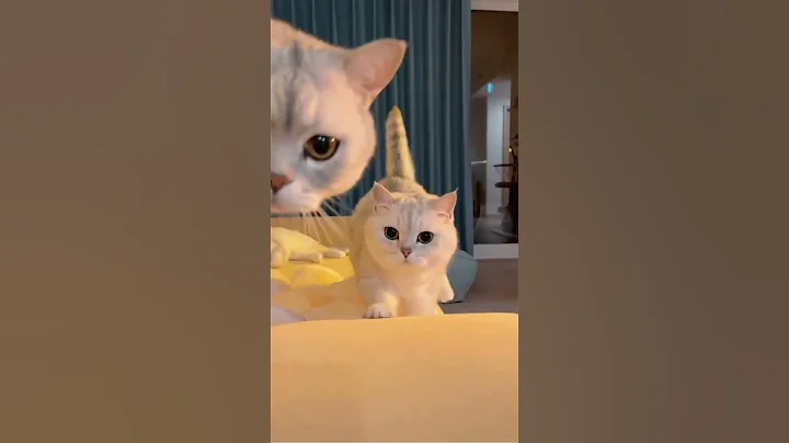 Watch the video about Cat meme & kitten [tik tok video (2021)]💘 - funny meow baby cute compilation [cat-cash home] #short