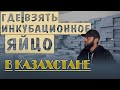 Секреты правильного ведения птицеводства /// Инкубационные яйца