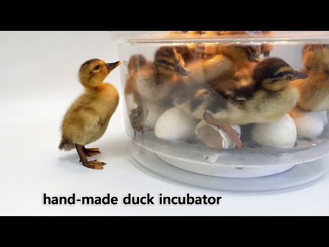 - <strong>Automatic</strong> <strong>duck</strong> incubator