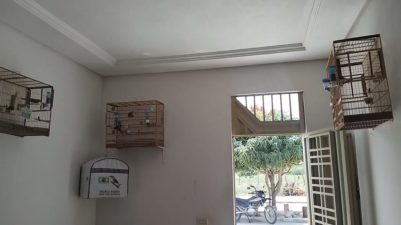 O Azulão do meu amigo cantou muito na cara dos meus