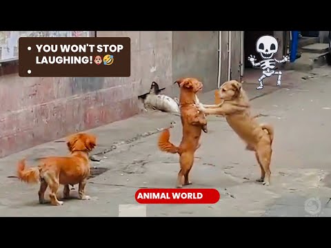 🐶 Hilarious Dog