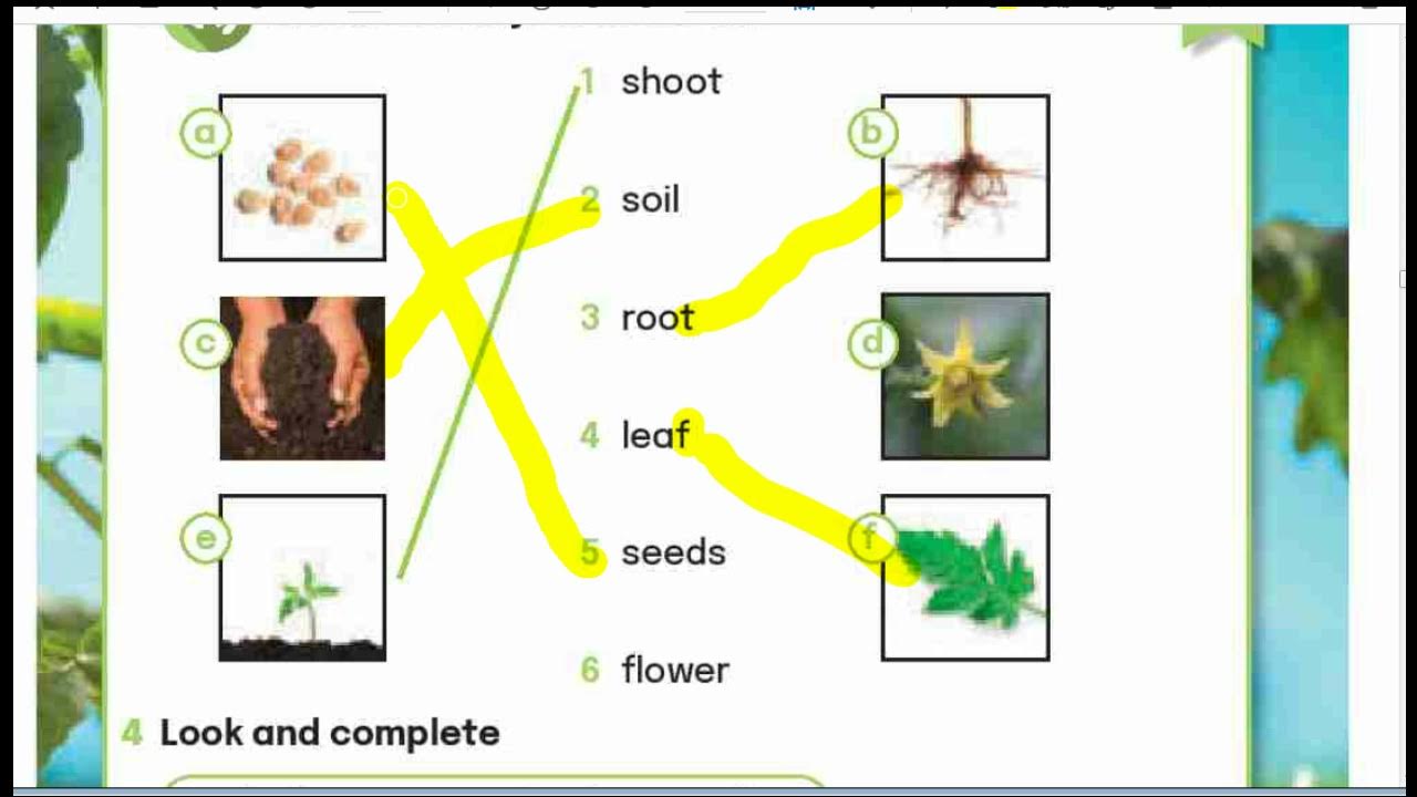 Why Plants Green Connect 4 Unit 3 lesson 1,2,3 YouTube