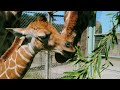 One-week-old giraffe calf explores the African Savanna