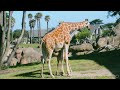 One-week-old giraffe calf explores the African Savanna