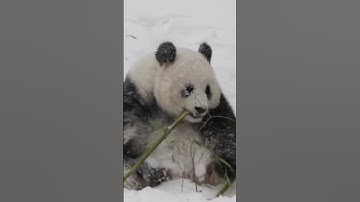 National Zoo pandas enjoy snow day!