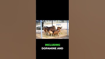 The *Secret* Nootropic NO ONE Talks About! (Too Powerful?)