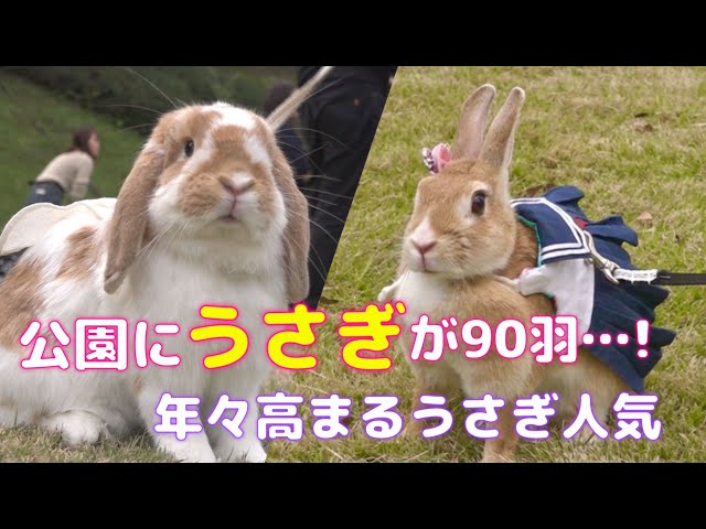 バービー　ウサギさん身体つきがま口他 ｵｰﾀﾞｰ】うさぎ等身大(体重1.5㎏以上2.0㎏未満) | iichi 日々の