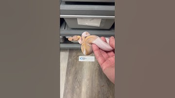 Banana Yellow Belly Pastel Pied Ball Python 🤩💥🐍 #ballpython #piedballpython #bananaballpython