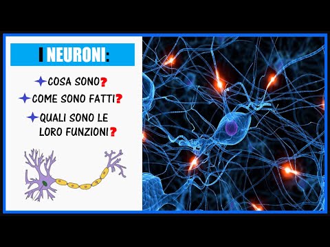 I Neuroni: Cosa sono e come sono formati? A cosa servono?