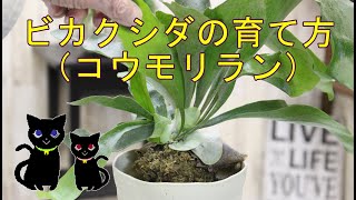 ビカクシダの育て方