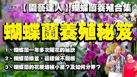 蝴蝶兰种植合集 | 多开花，换盆技巧，不烂根，花梗培植小苗，如何分芽？ - 天天要闻