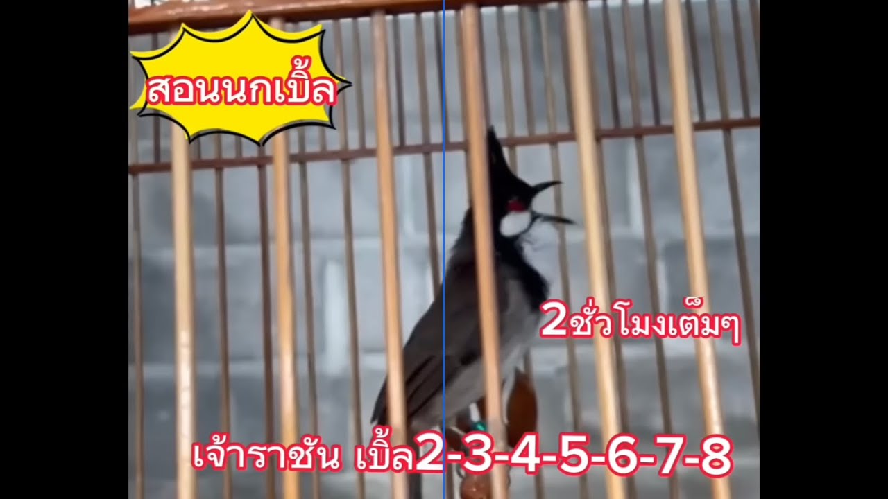 เจ้าราชัน เบิ้ล2_3_4_5_6_7_8 คลิป2ชั่วโมงเต็ม #นกกรงหัวจุก #นกเบิ้ลอาชีพ