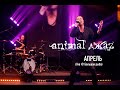 Animal ДжаZ — Апрель (Live @ Мой музыкальный)