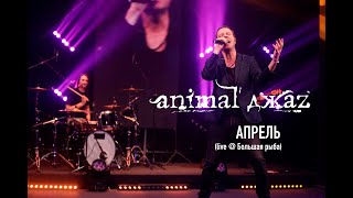 Animal ДжаZ — Апрель (Live @ Мой музыкальный)