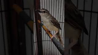 Cigun gacor brenn main nagen