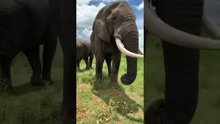 Beautiful elephant takes ladies hat and returns it in Zimbabwe, Africa I Travel Moments | ...