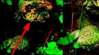 Berburu tanaman hias-ketemu tanaman hias sente varigata dan bakalan bonsai yang sangat unik