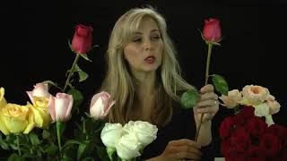 The Best Long Stem Rose Breeds