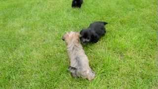 Boomer pups te koop.MOV by Mario 3,812 views 11 years ago 25 seconds