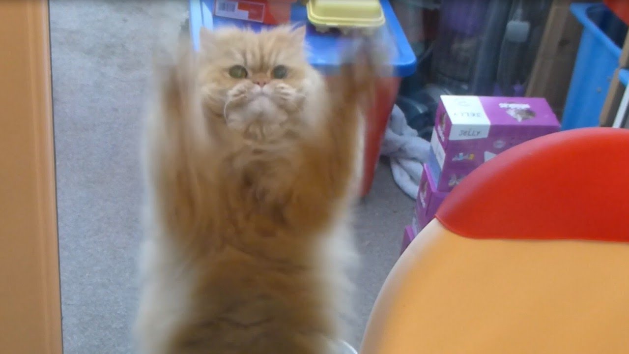 Funny Persian Cat Scratching at Door - Panasonic DMC-TZ30 ...