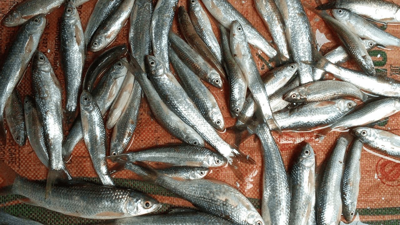 Rawa Rawa Fish Tari Wali Rawa Fish Kaise Banaye 🔥🔥 - YouTube
