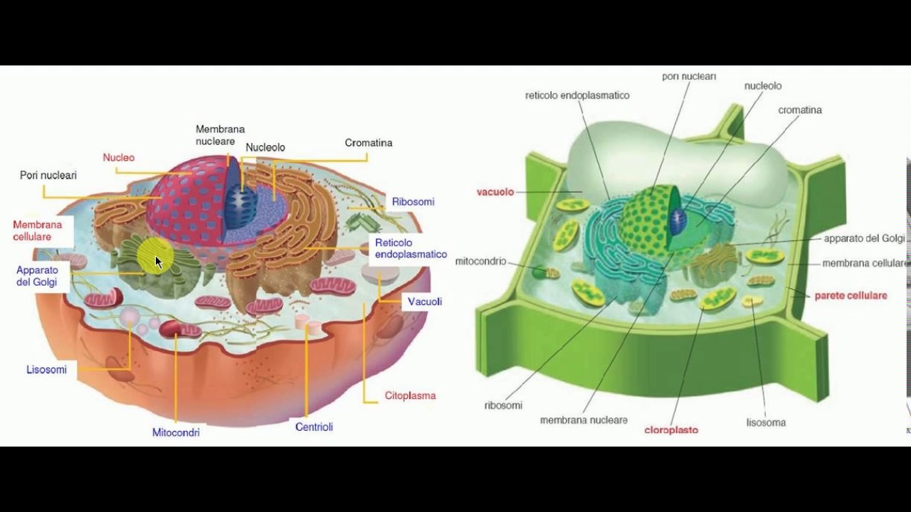 Cellula Vegetale E Animale A Confronto Youtube