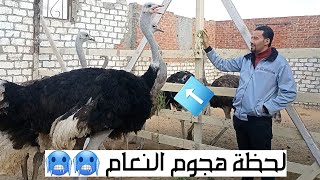 مزرعة نعام الكابيتانوو بالاسعاار كتاكيت بشاير اسر انتاج واقوى دراسة جدوى لمشروع تربية النعام