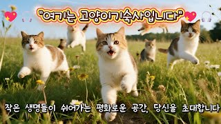 냥이들과 함께하는 고요한 시간 🎵 | Cat Music Live at 고양이기숙사