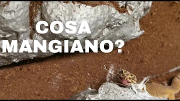 Come coccolare un geco?