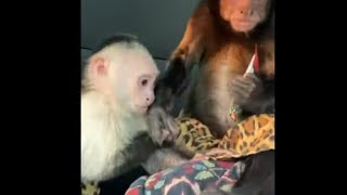 Monkey Got Hungry On A Road Trip So They Got Themselves Some Snacks