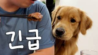 실시간으로 줄어드는 고기 앞에서.......(골든리트리버 우디)