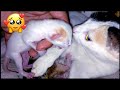 Cat Giving Birth to 3 Kittens | തിരുവാതിര കളിച്ച പൂച്ചയുടെ ഓണസമ്മാനം