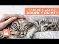 5 MOTIVI per cui il gatto dorme con te 🐱💤 CURIOSITÀ sui gatti
