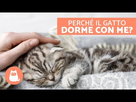 Video: Perché I Gatti Amano Dormire