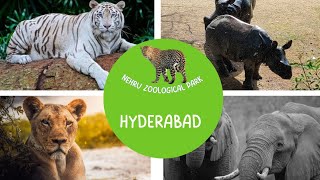 Nehru Zoological Park Hyderabad || Hyderabad Zoo Park || Haasini Rajvi telugu Vlogs screenshot 5