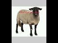 متى تصل إل Ewe انثى الخروف إلى البلوغ 
