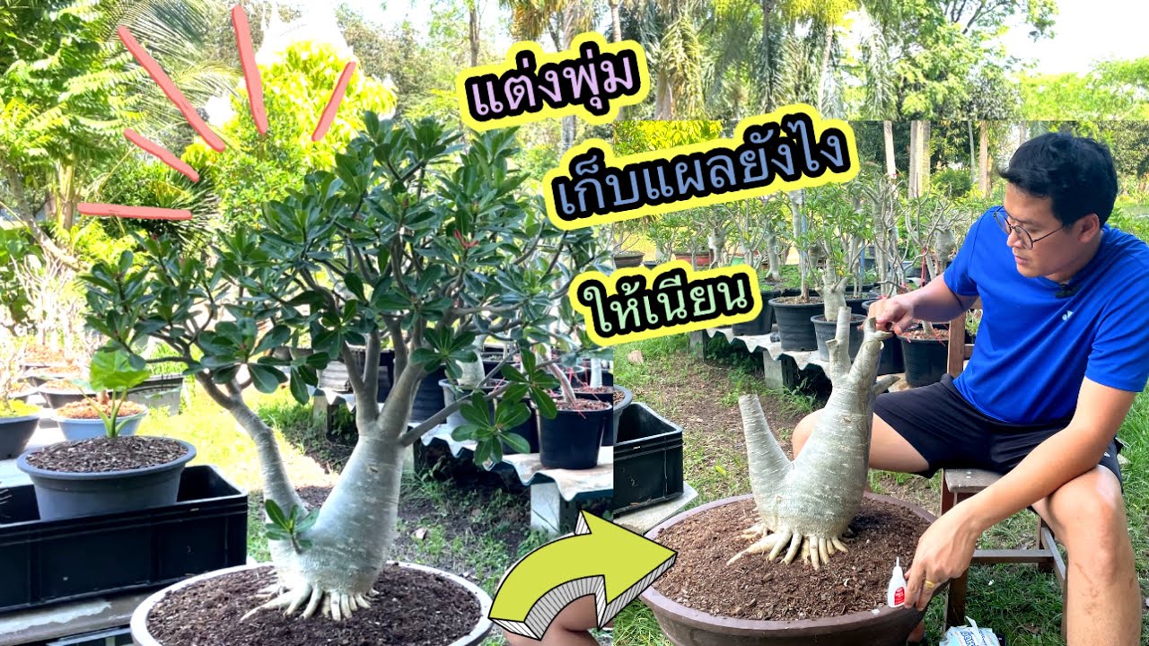 ตัดแต่งโครงสร้างและเก็บแผลยังไงให้เรียบเนียน #ราชินีกิ่งตอนทรงบอนไซ #ชวนชมบอนไซ