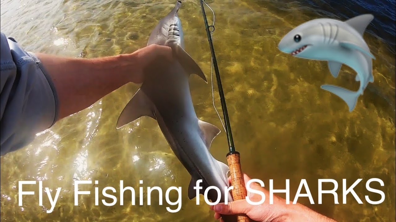 Fly Fishing for Sharks on fly in Tampa Bay YouTube