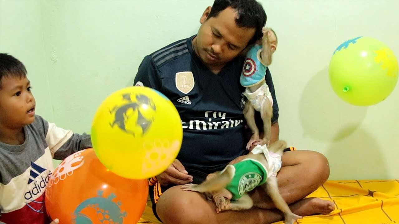 Baby Monkey Boki Pull the Head Dad to Grooming, Lyly Sleeping ...