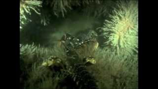 SCUBA diving on the WWII Wrecks of Normandy, France