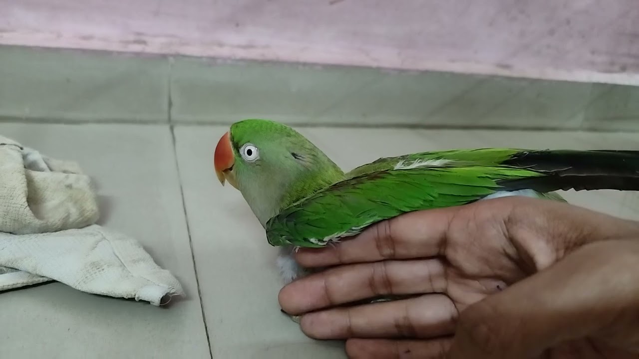 Finally come back after 1 month meethu 🦜 || taking parrot mithu 🦜 || 