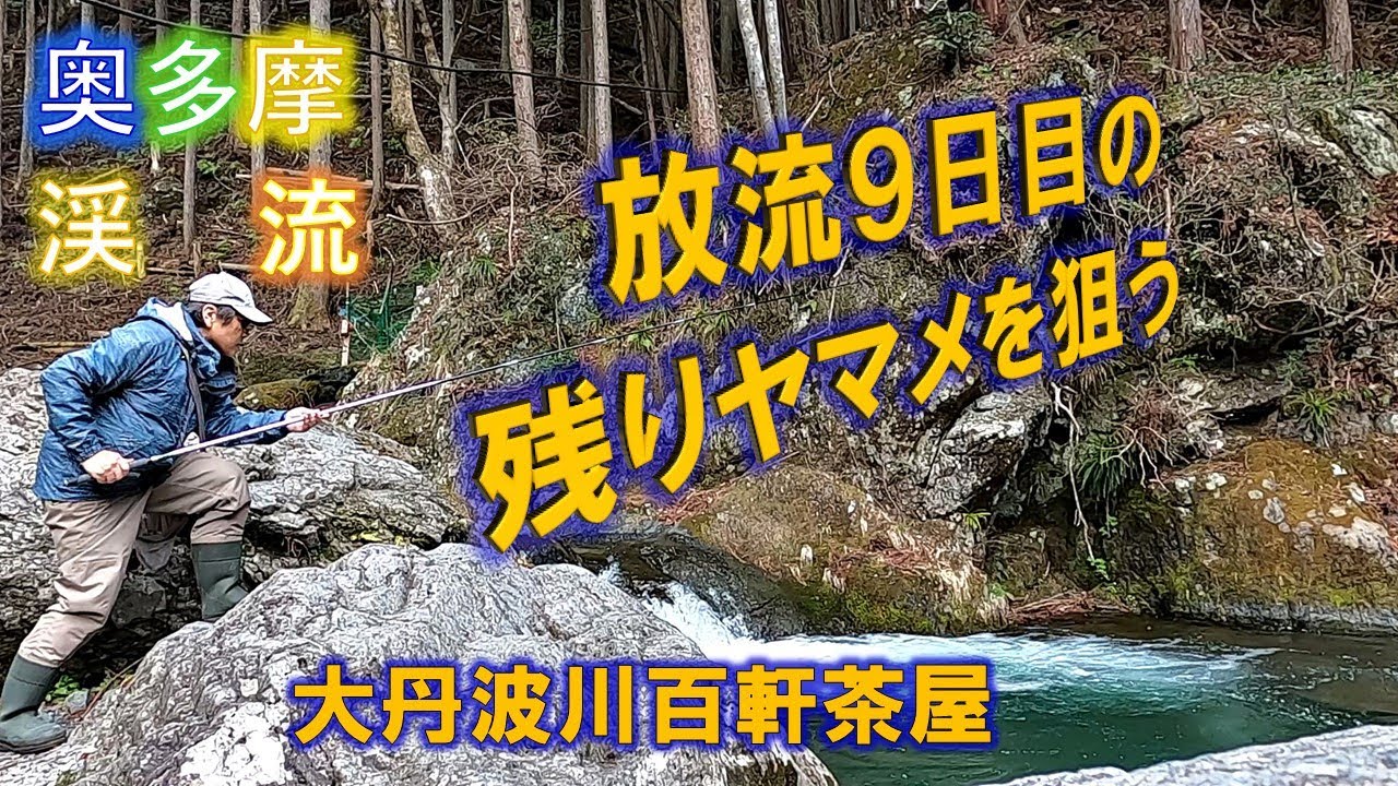 【奥多摩渓流釣り】午前は御岳渓谷でニジマス狙い。午後から大丹波川・百軒茶屋で３月２４日に放流された残りヤマメを狙う。2024/4/1